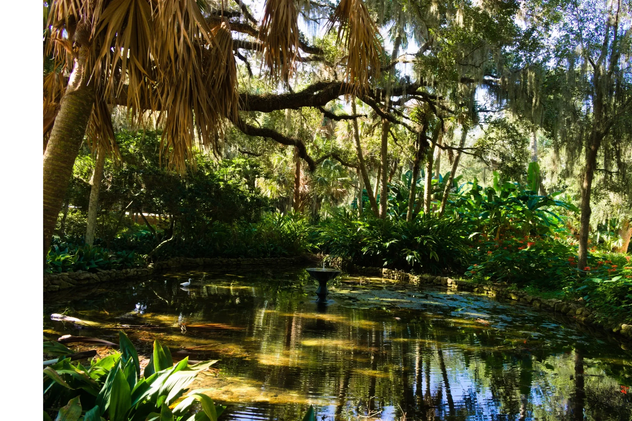 Mangrove- Swamp Balms