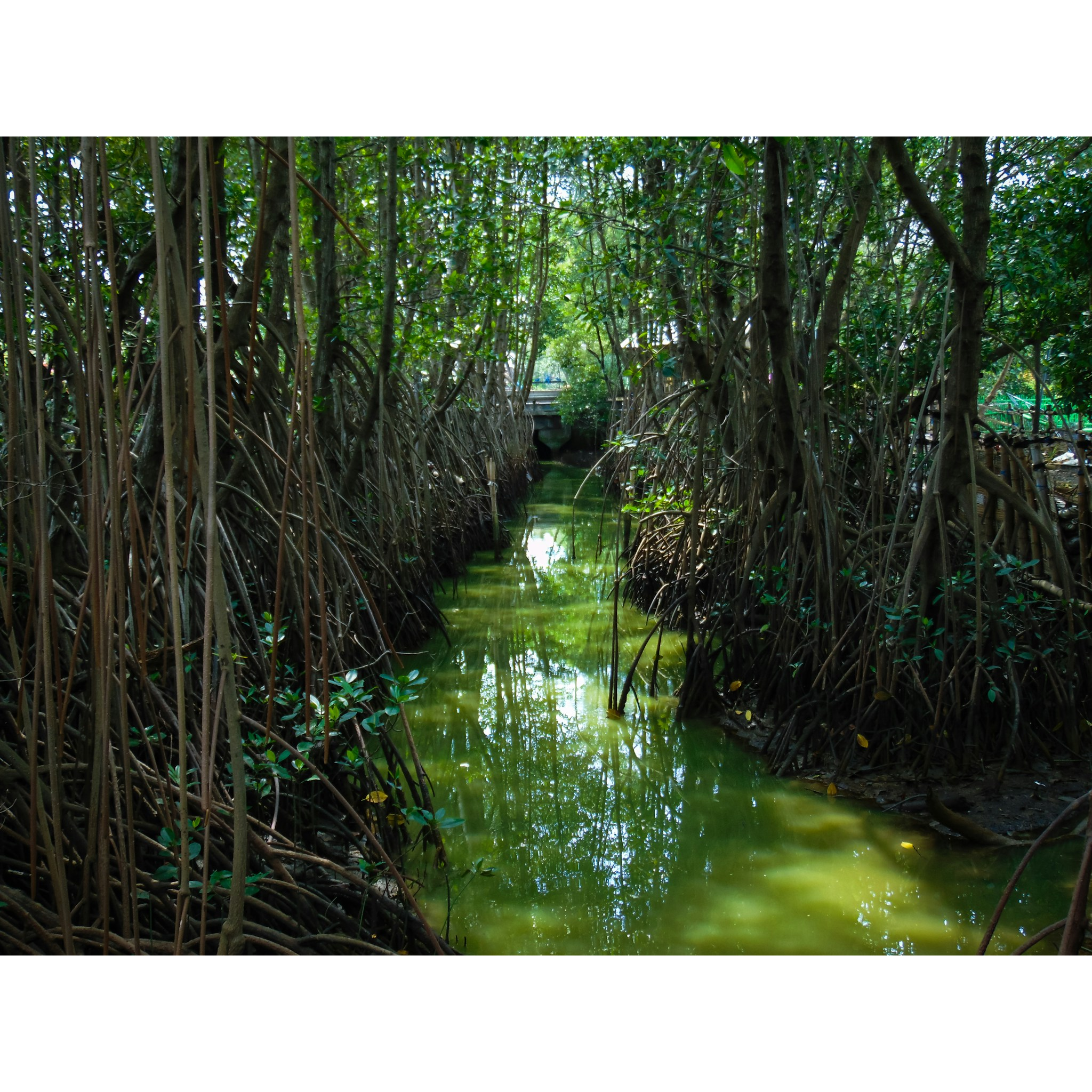 Mangrove Bundled Collection